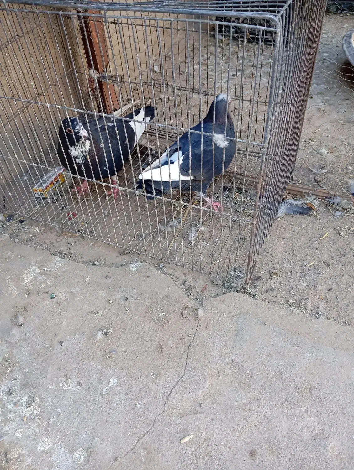 سیاه پلنگ|پرنده|گنبکی, |دیوار