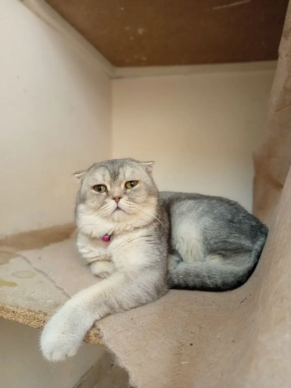 گربه بالغ نر سیلور|گربه|زنجان, |دیوار