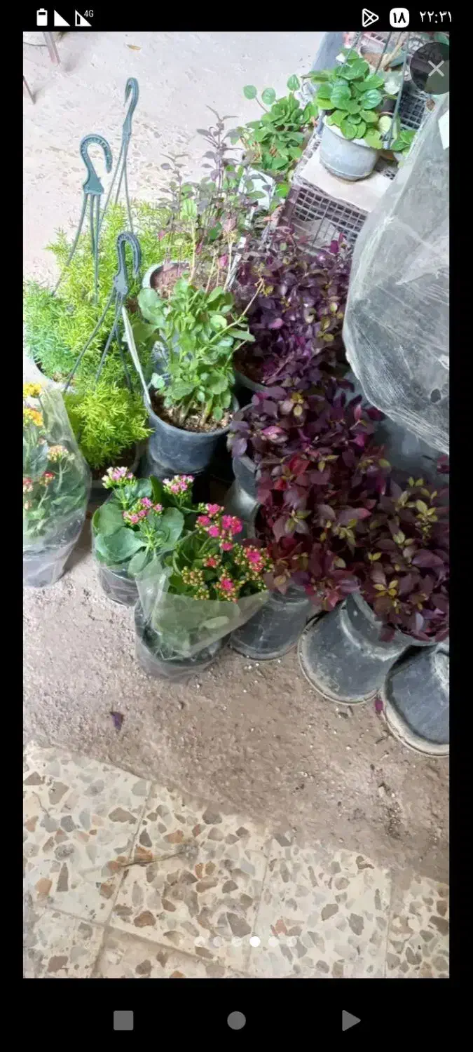 مزرعه گالری امید|گل و گیاه طبیعی|خرمآباد, |دیوار