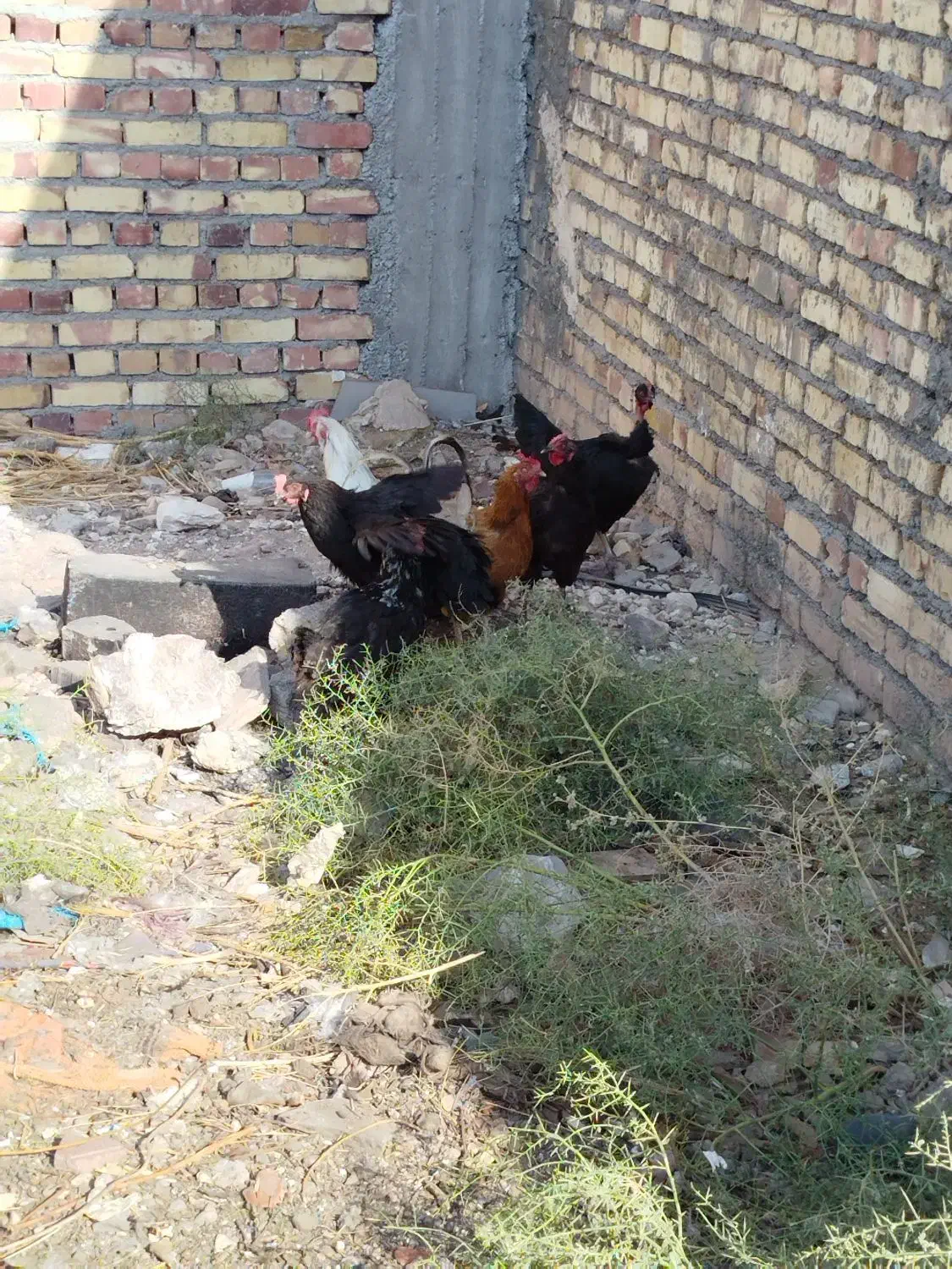 ۵تا مرغ و یک خروس|حیوانات مزرعه|تربت جام, یحیی آباد|دیوار