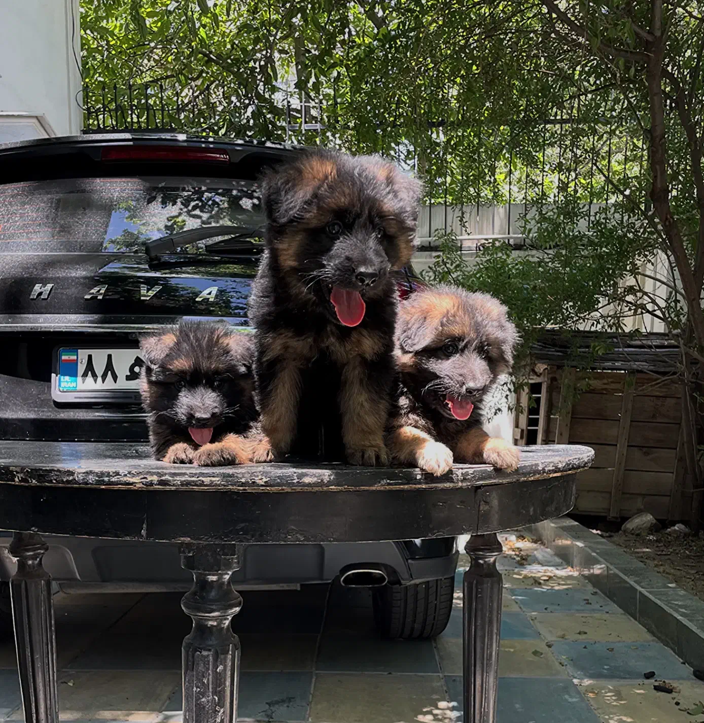 ژرمن شپردشولاین|سگ|تهران, ولنجک|دیوار