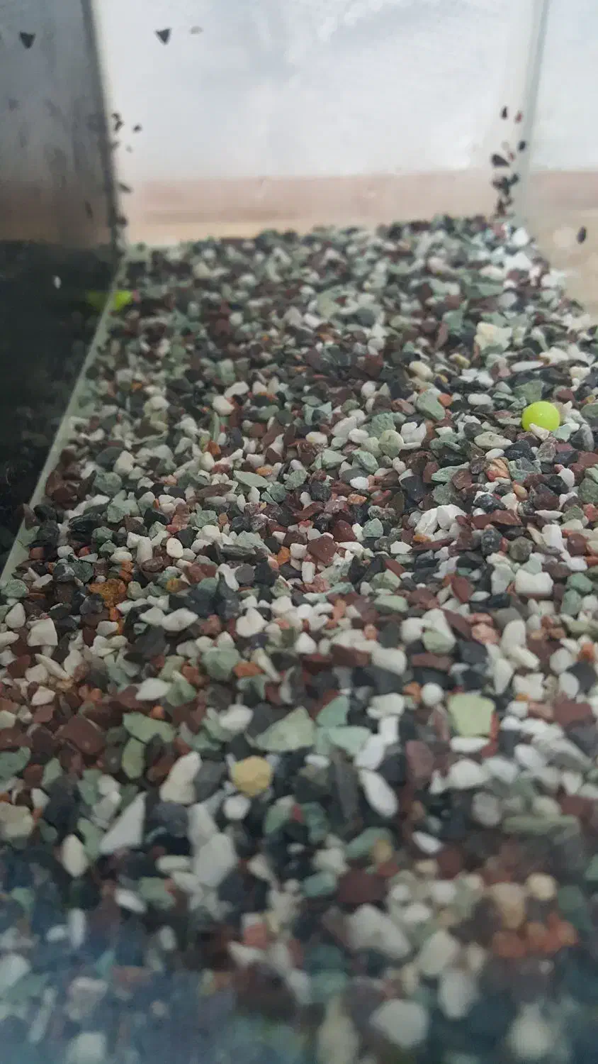 اکواریوم|ماهی|خرم‌آباد, |دیوار