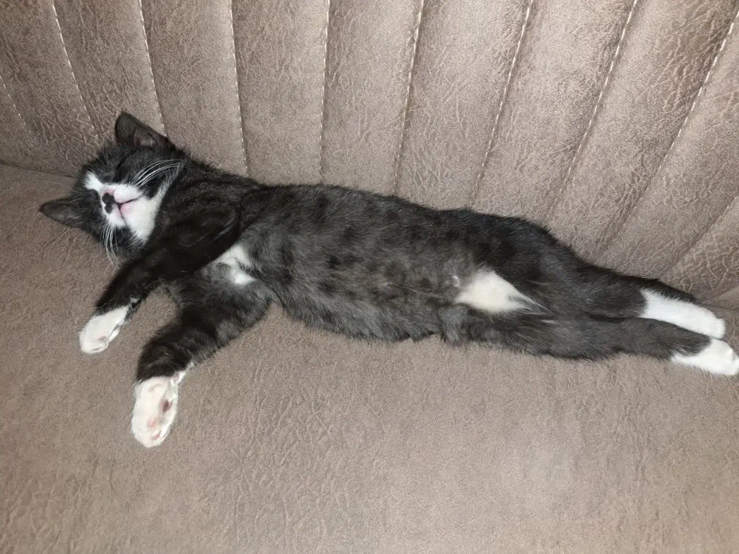 گمشده|حیوانات|تبریز, |دیوار