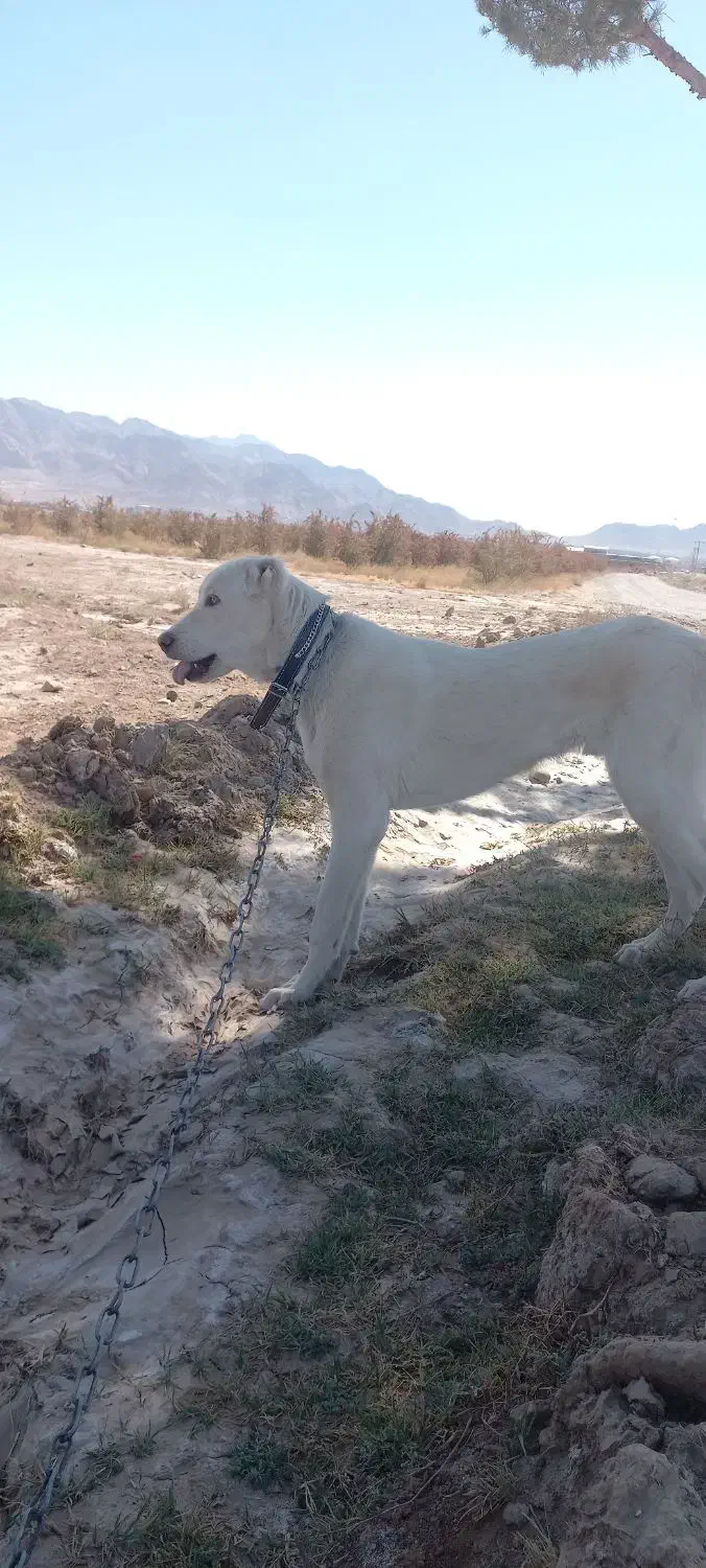 کوچ ۹ ماهه|سگ|قائن, |دیوار