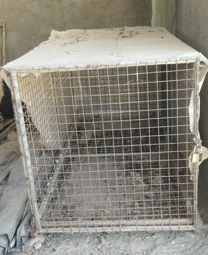 قفس|پرنده|پاکدشت, پاکدشت (مامازند)|دیوار