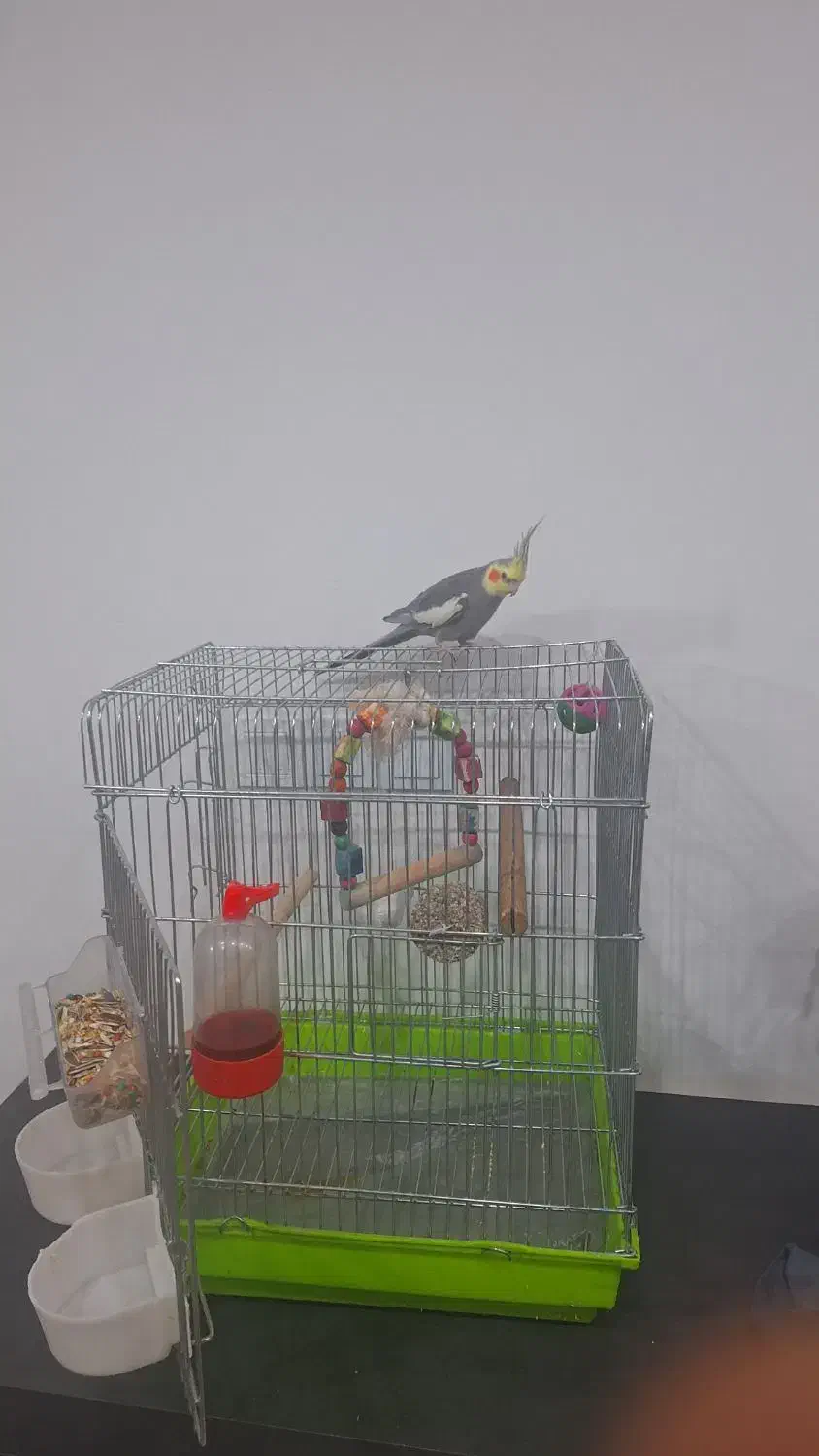 پرنده عروس هلندی|پرنده|شیراز, تندگویان|دیوار