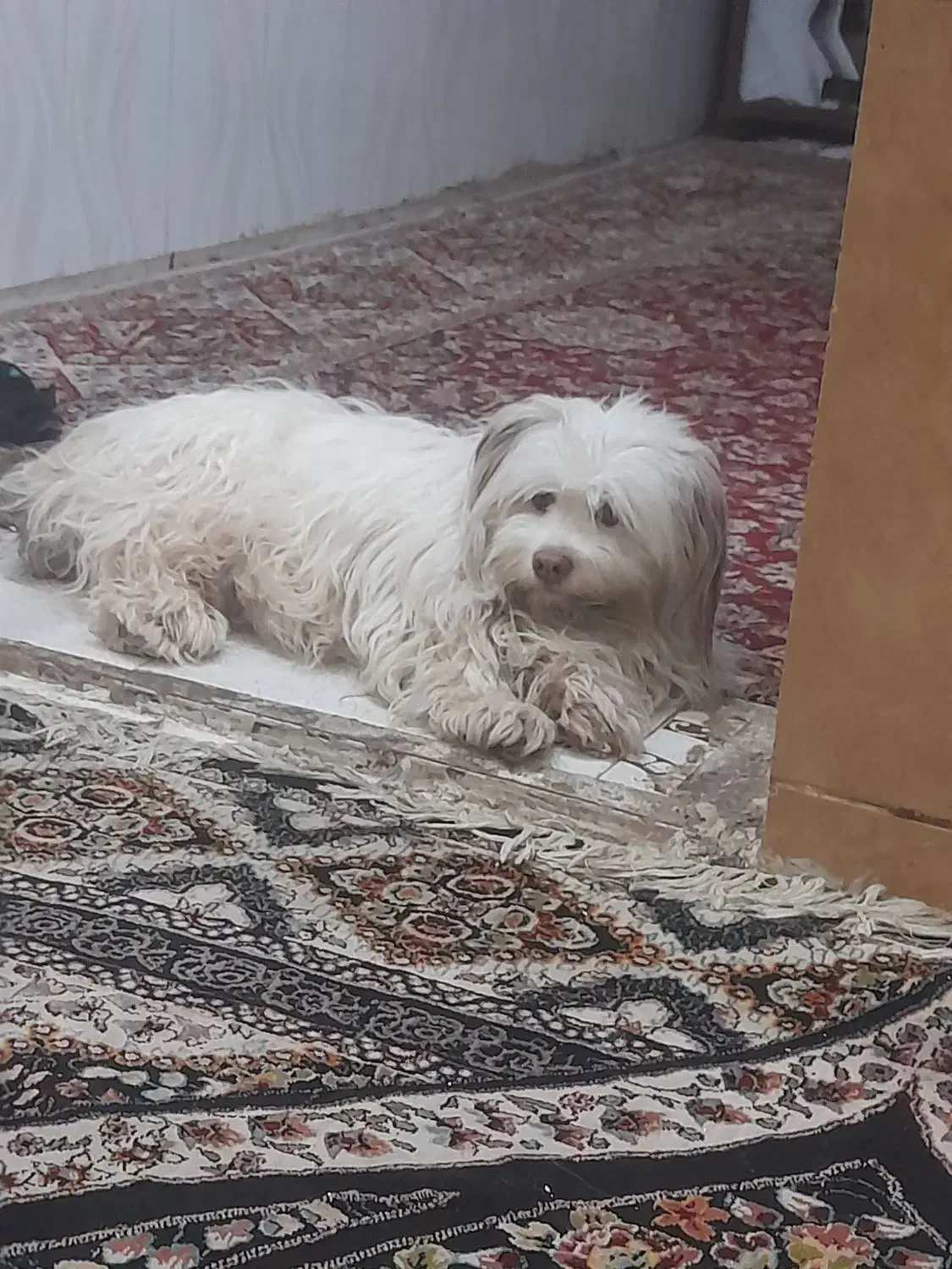 اهواز ملاشیه خیابان کمربندی 4راشدیه|سگ|اهواز, ملاشیه|دیوار