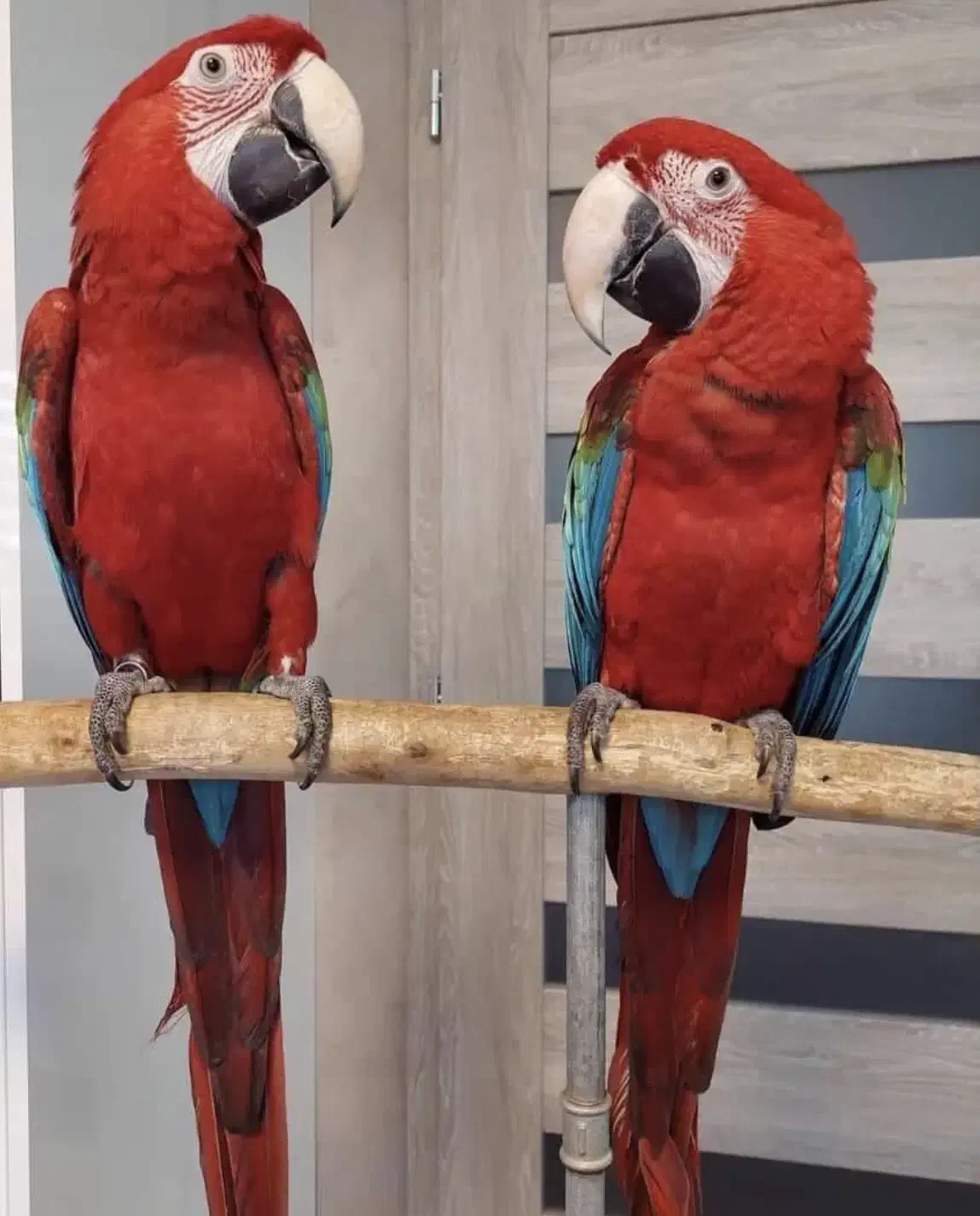 تخم نطفه دار طوطیسانان|پرنده|مشهد, آبادگران|دیوار