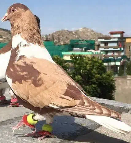 گمشده|حیوانات|سبزوار, نواب صفوی|دیوار