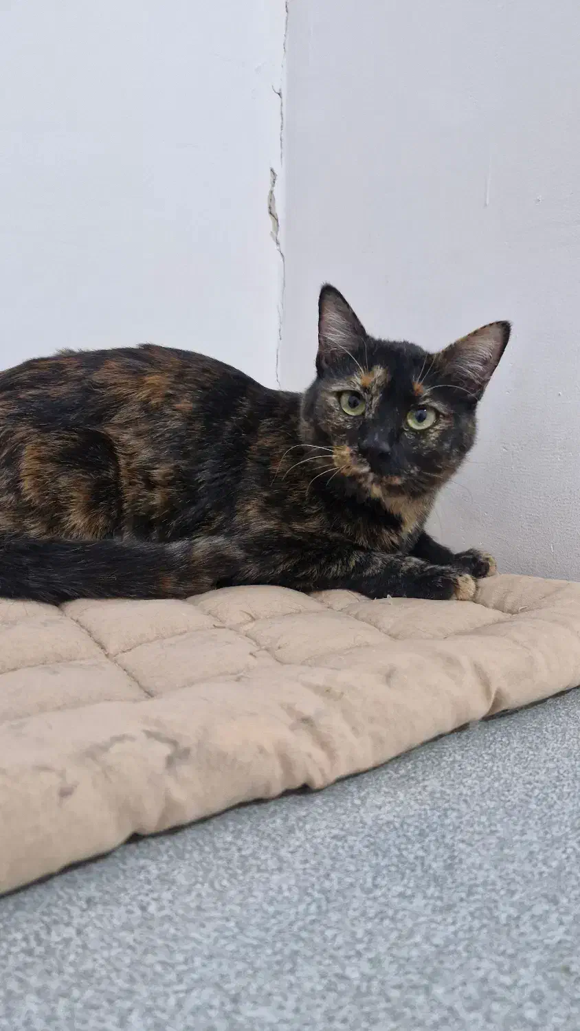 واگذاری|گربه|کرمانشاه, |دیوار