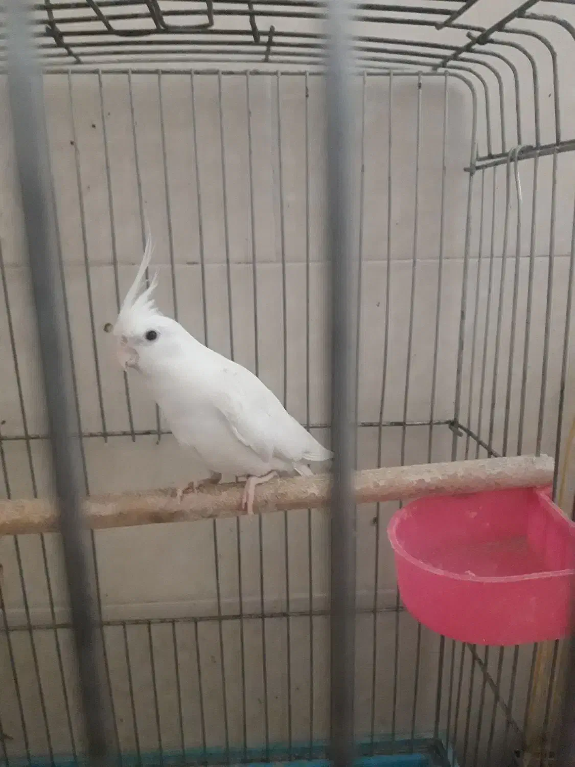 فروش عروس هلندی به صورت تک و عمده و چک صیادی|پرنده|رفسنجان, |دیوار