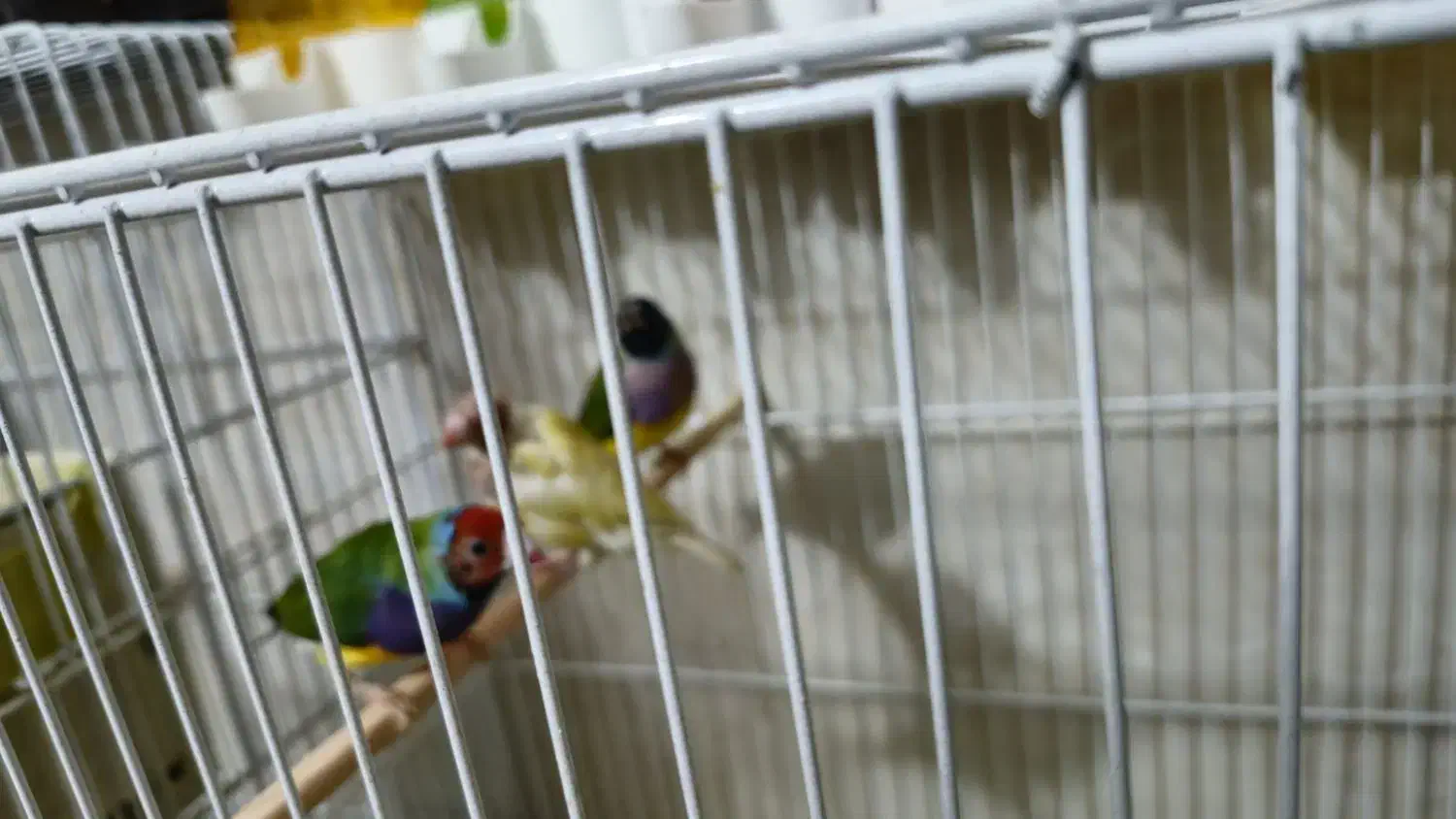 فروش ۳عدد فنچ گلدین ماده  مولد|پرنده|لامرد, |دیوار