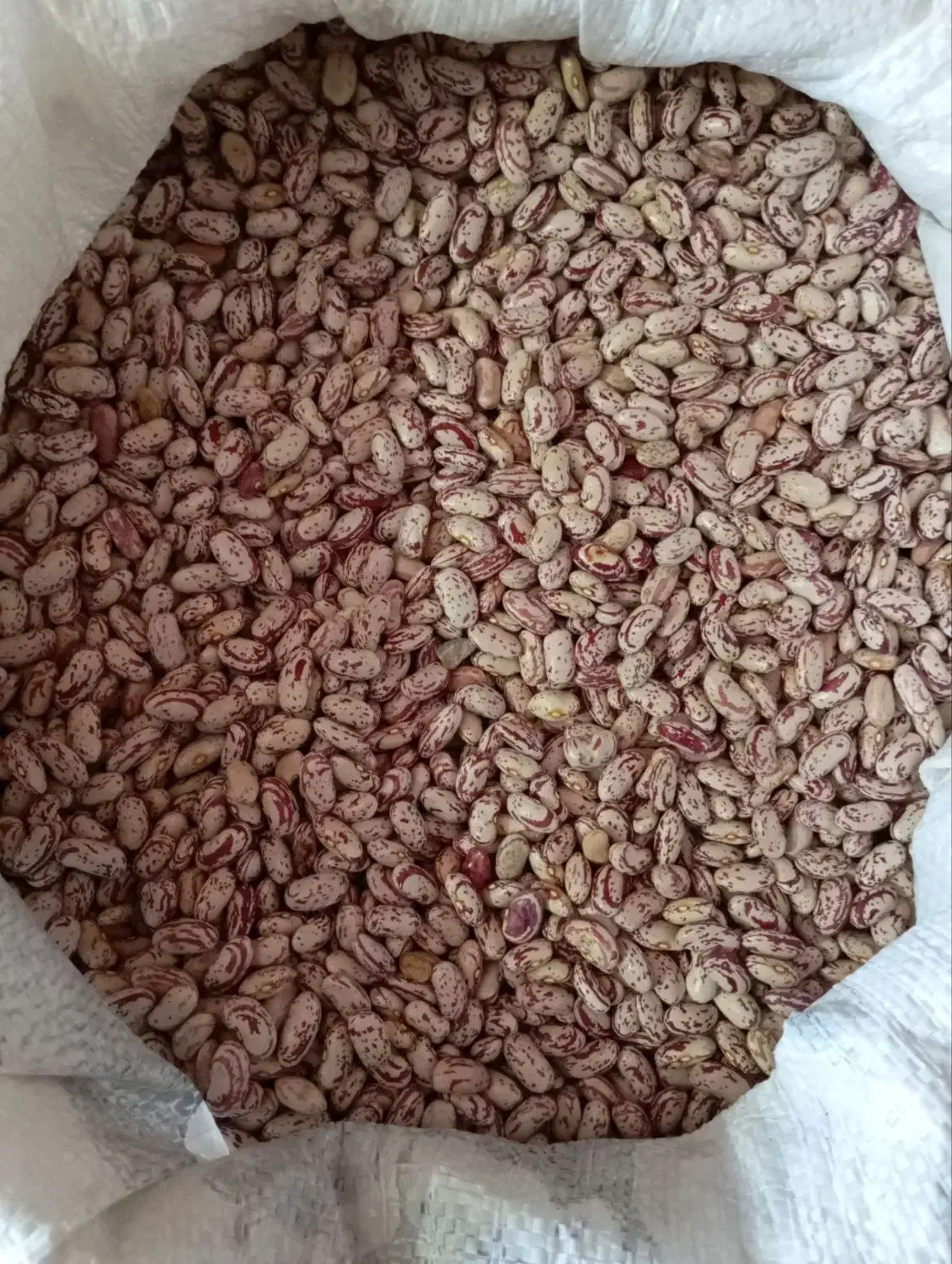 لوبیا چیتی درجه یک|خوردنی و آشامیدنی|موچش, |دیوار