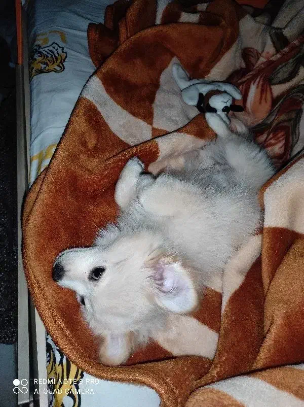 سگ پامر|سگ|مشکین‌دشت, |دیوار