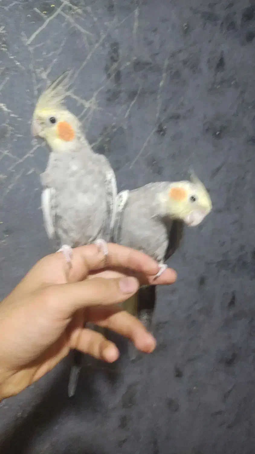 عروس هلندی|پرنده|سرپل ذهاب, |دیوار