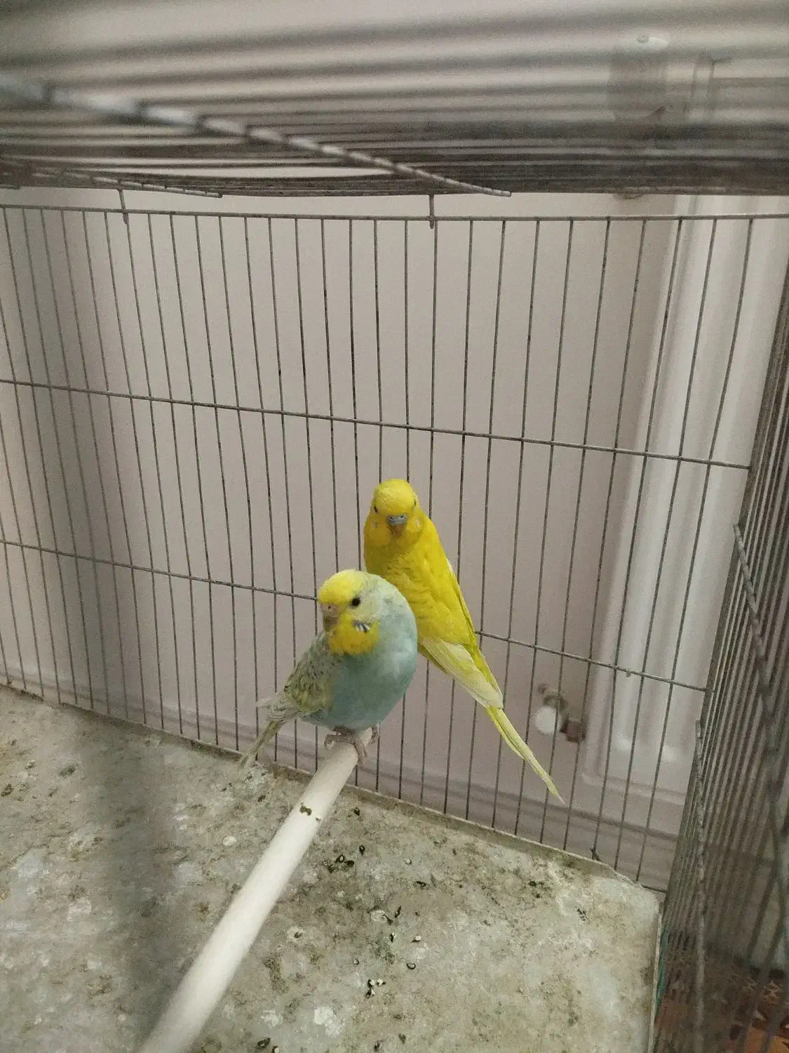 مرغ عشق|پرنده|صدرا-فارس, فاز ۲|دیوار