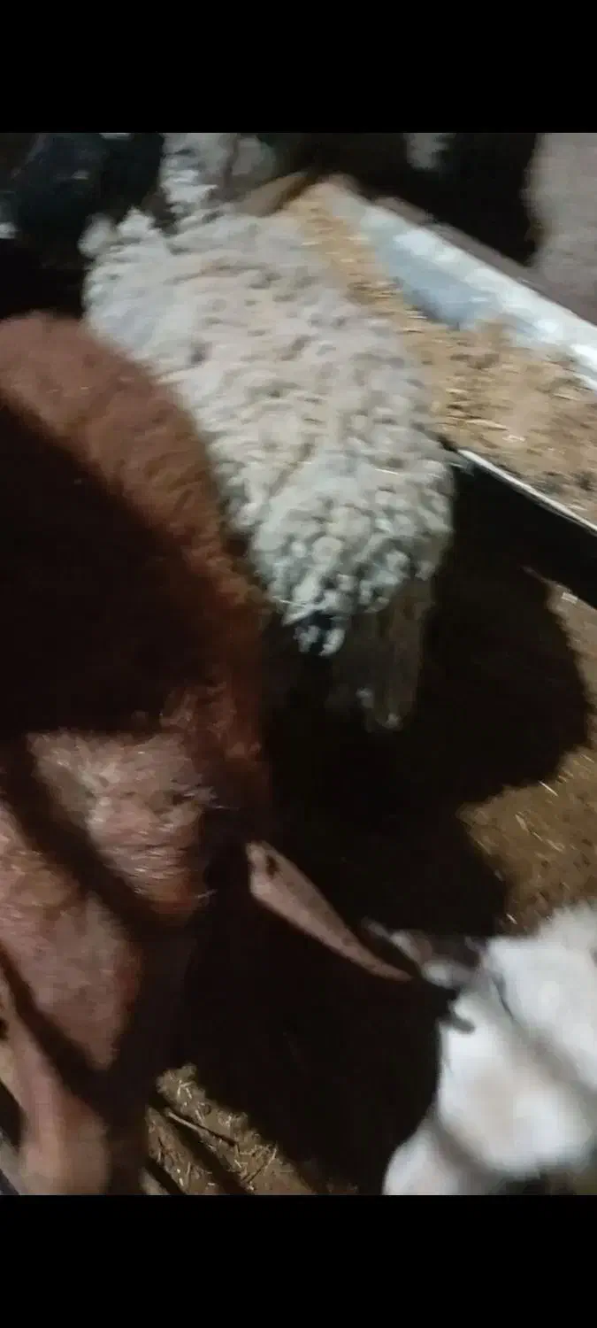 12عددبره از30کیلو تا40کیلو|حیوانات مزرعه|نجفآباد, طالقانی|دیوار