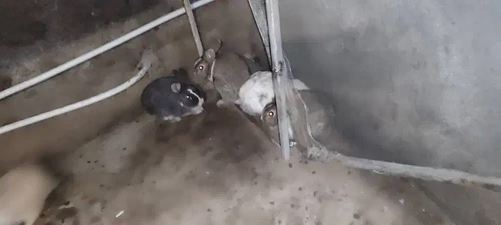 خرگوش|موش و خرگوش|سریش آباد, |دیوار