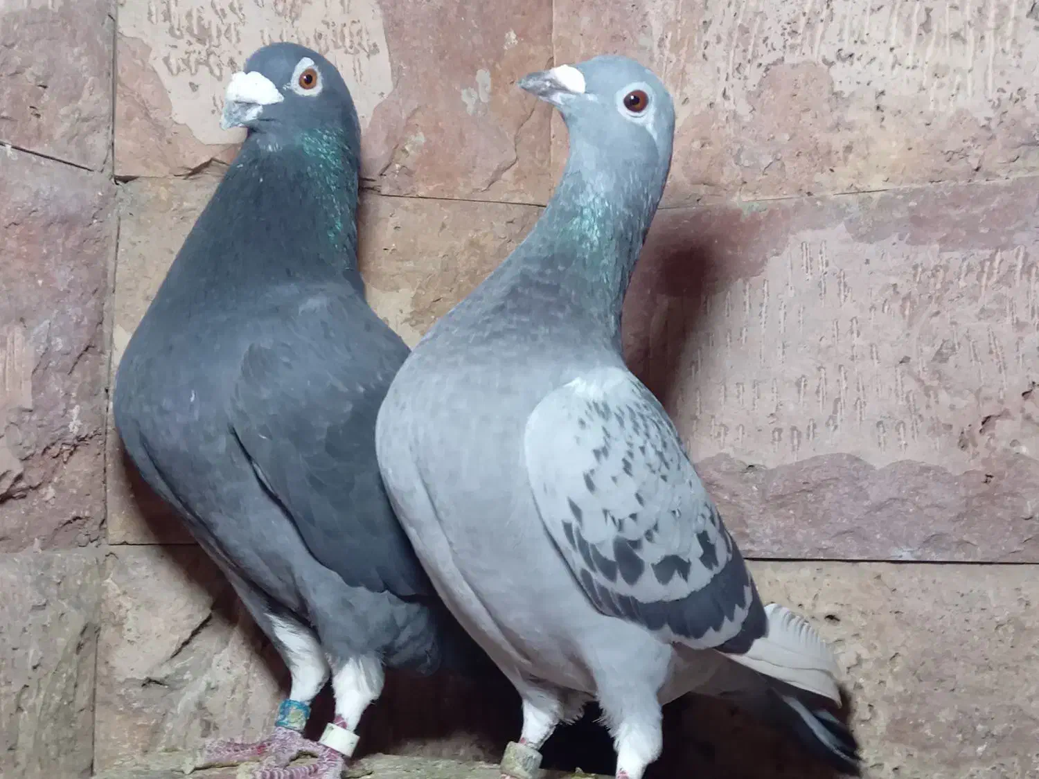 کبوتر مسافتی و جوجه موریس دلبر|پرنده|مشهد, آزادشهر|دیوار