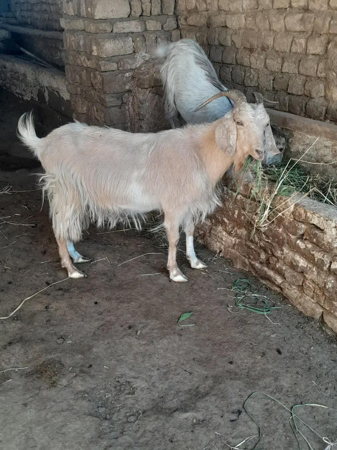 بز بز|حیوانات مزرعه|مشهد, شهید شهریاری|دیوار