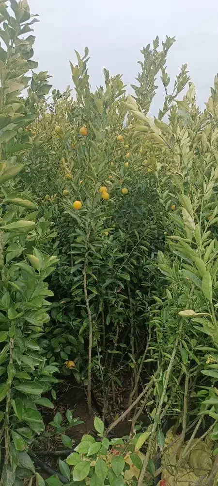 فروش پاجوش نخل ونهال مرکبات.دادالهی|خدمات باغبانی و درختکاری|آران و بیدگل, |دیوار