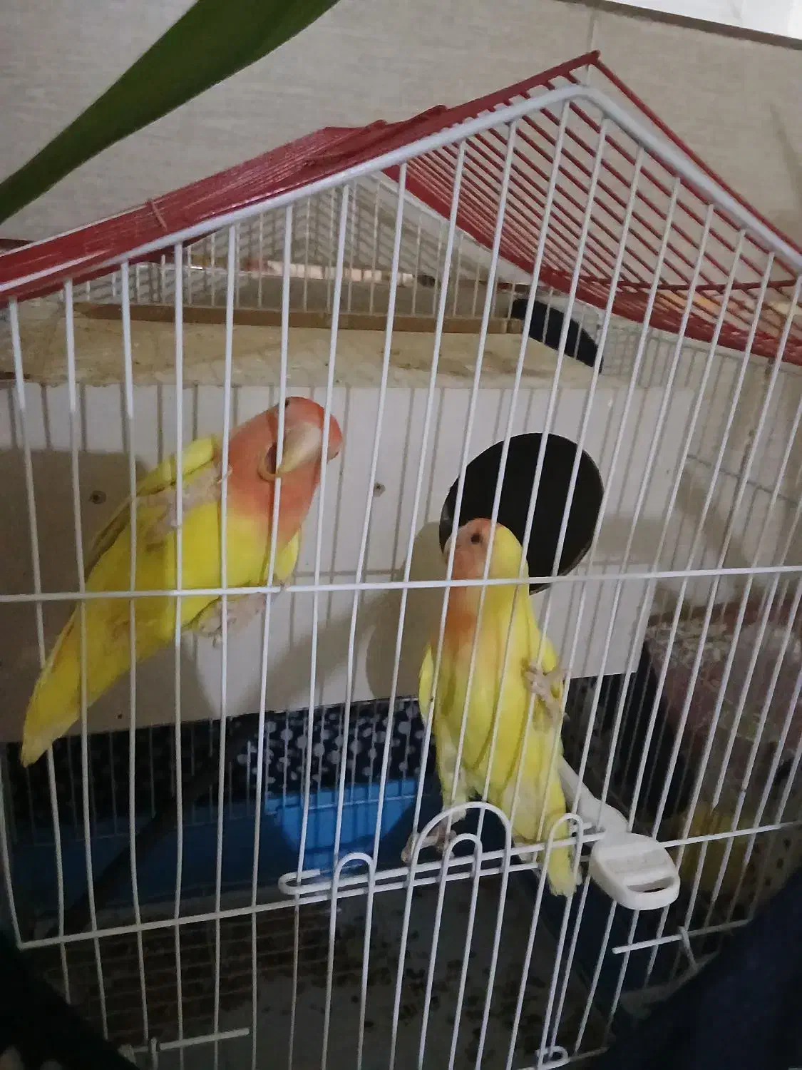 طوطی برزیلی مولد|پرنده|مبارکه, |دیوار