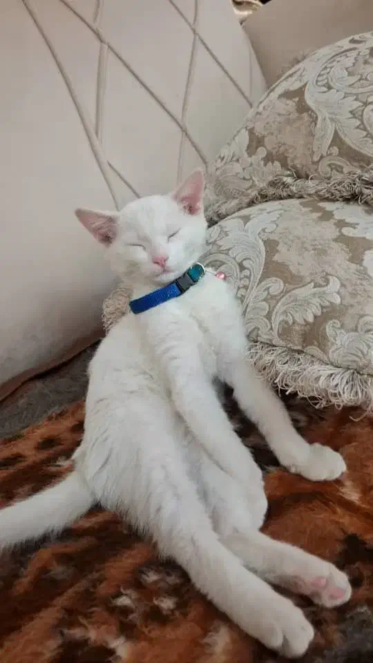 باسلام گربه بریتیش چشم ابی|گربه|خوی, |دیوار