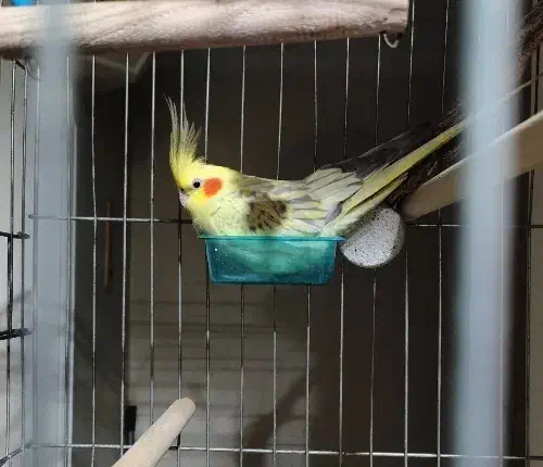 عروس هلندی گمشده|حیوانات|تهران, انبار نفت|دیوار