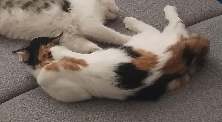 واگذاری گربه کالیکو ۸ ماهه|گربه|اراک, |دیوار