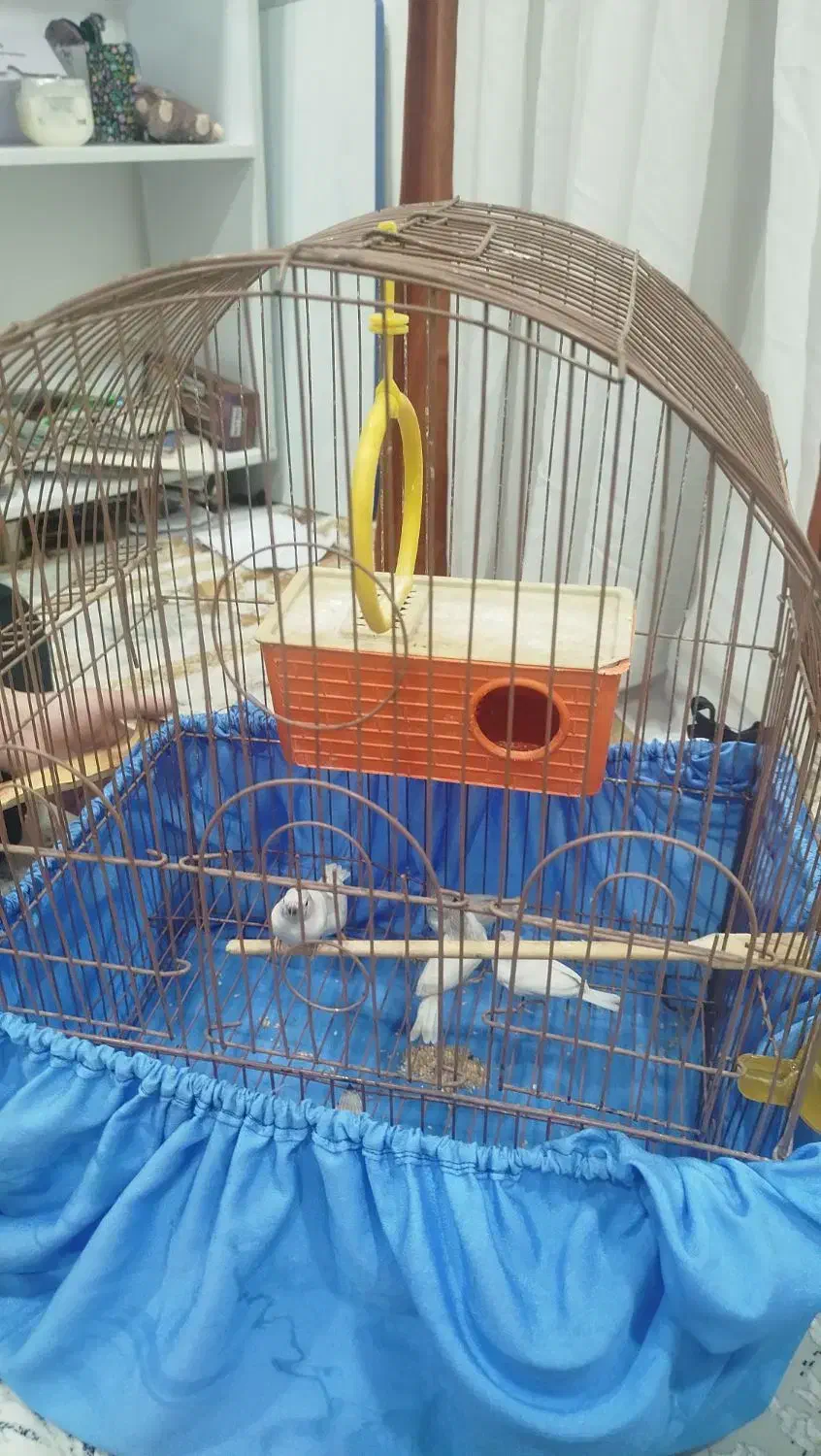 فنچ|پرنده|جوانرود, |دیوار