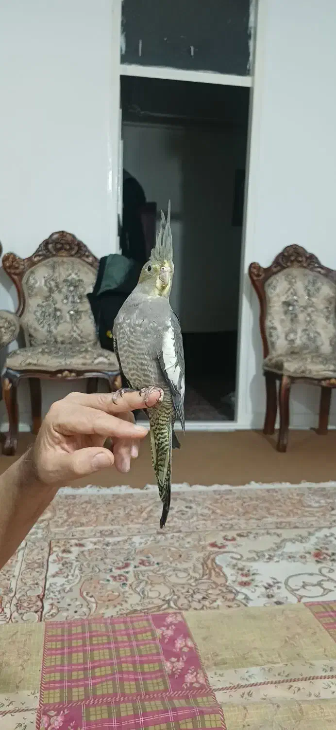 جوجه عروس هلندی لوتینو و سیامون|پرنده|مشهد, ولیعصر (شهرک غرب)|دیوار