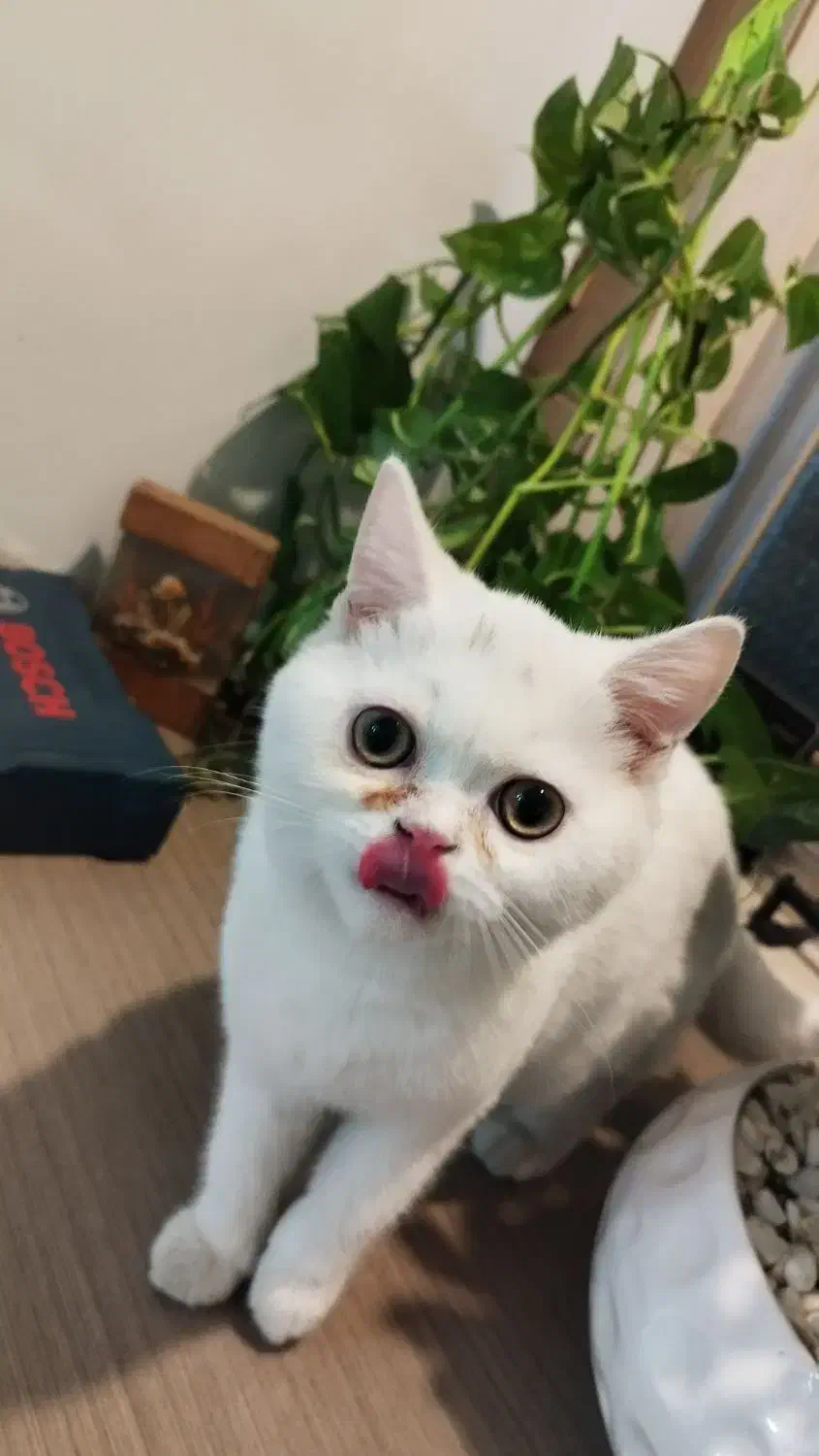 پیشی بریتیش نر سه ماهه و انگل تراپی شده|گربه|تهران, شهید اسدی|دیوار