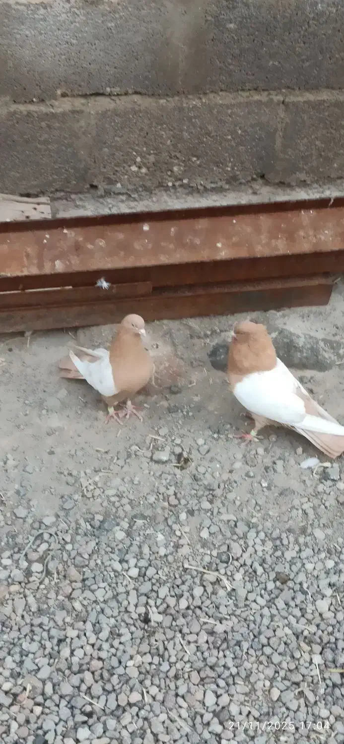 یک جفت سینه زرد.|پرنده|ایلخچی, |دیوار