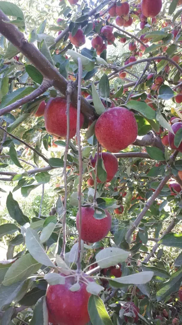 با قیمت مناسب بخر|خدمات باغبانی و درختکاری|پیرانشهر, |دیوار