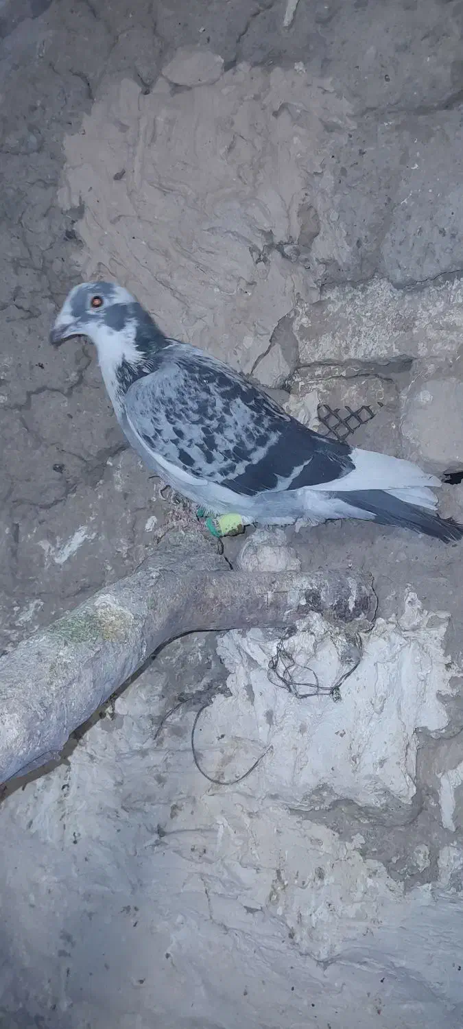 ابلغ.دیوانه.صیدشب|پرنده|تربت‌حیدریه, پائین ولایت|دیوار