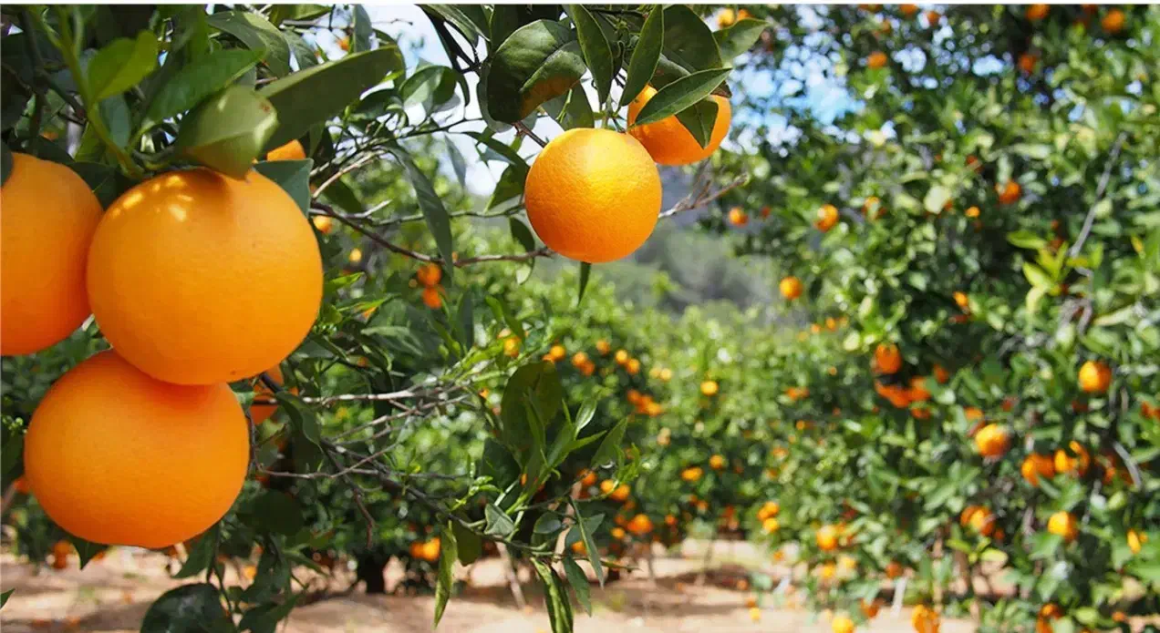 فروش زمین مسکونی|فروش زمین و ملک کلنگی|اصفهان, دانشگاه اصفهان|دیوار