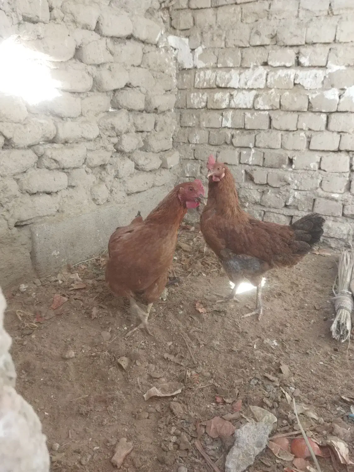 1500000|حیوانات مزرعه|سراوان, |دیوار