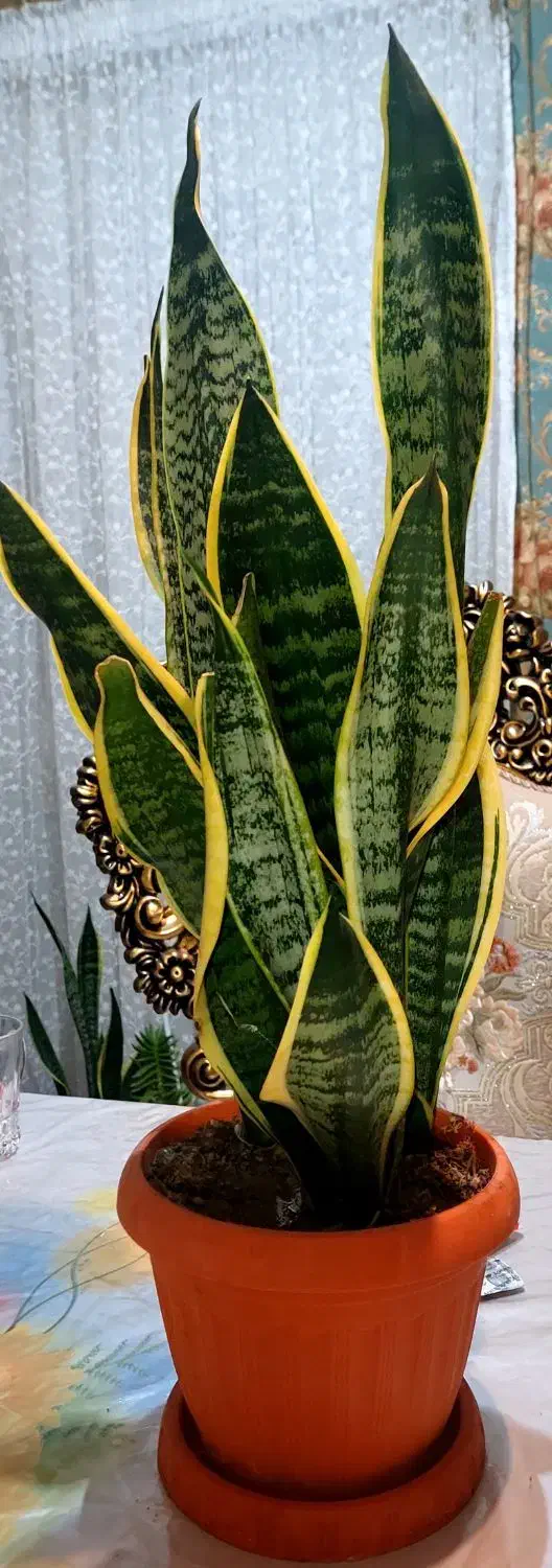 گل سانسوریای زیبا|گل و گیاه طبیعی|تبریز, |دیوار