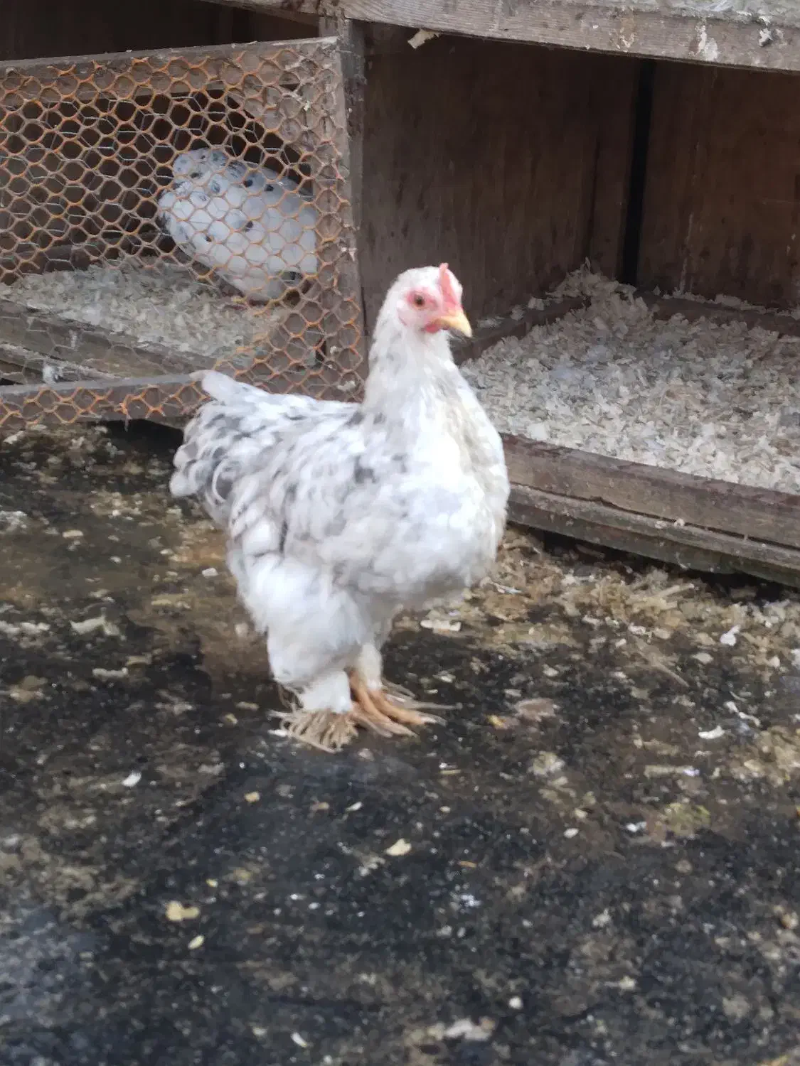 جوجه ۴ماهه کوشین|حیوانات مزرعه|لاهیجان, بوجایه|دیوار