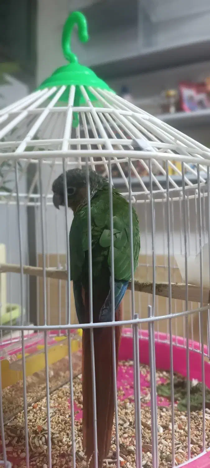 گرینچیک|پرنده|ماکو, |دیوار