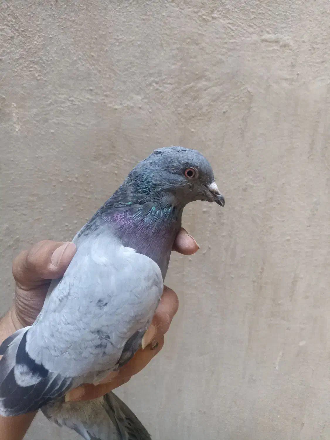 کبوتر|پرنده|امیدیه, |دیوار