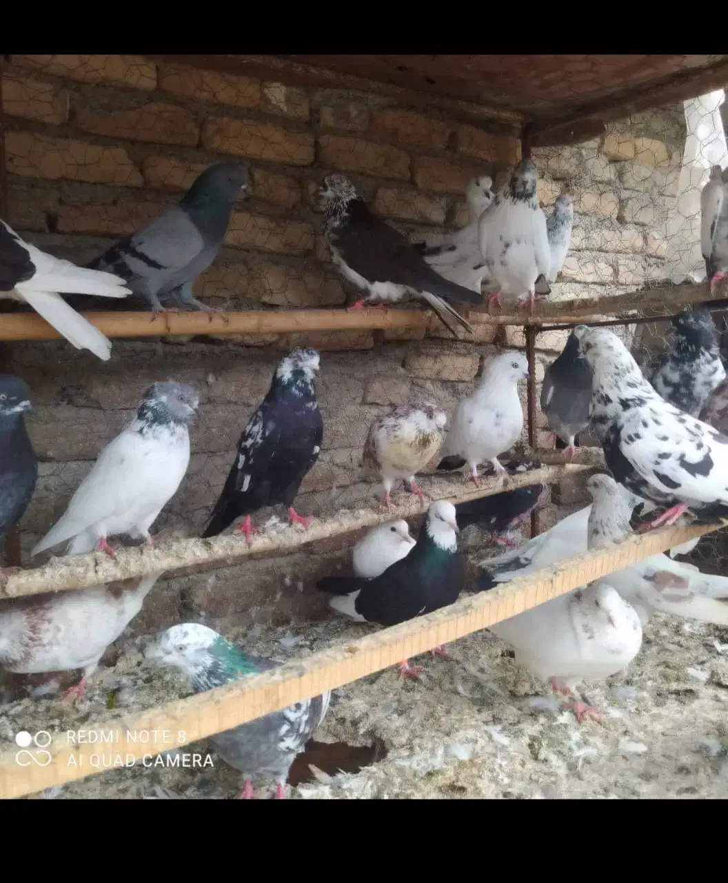 کبوتران غریب کشی بابل|پرنده|جویبار, |دیوار