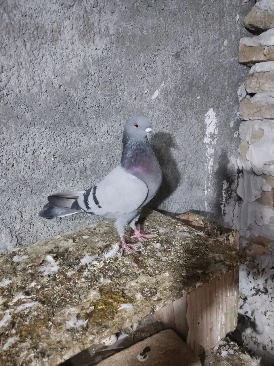 سه تا جوجه سالم|حیوانات|گرگان, |دیوار