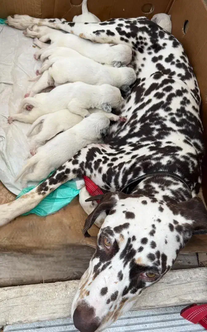 سگ شکاری نژاد دالمیشن|سگ|رامسر, |دیوار