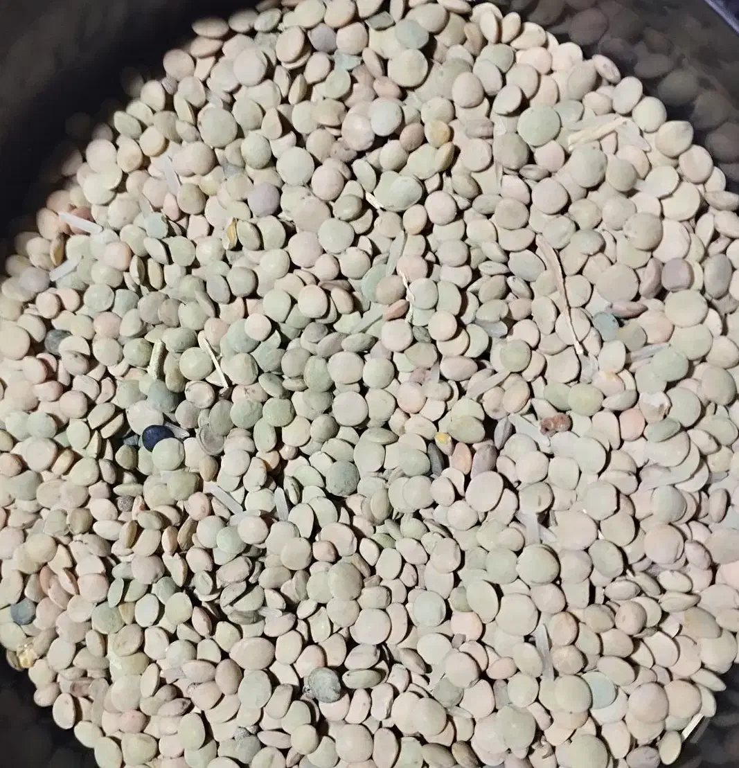 عدس مرغوب|خوردنی و آشامیدنی|قیدار, |دیوار