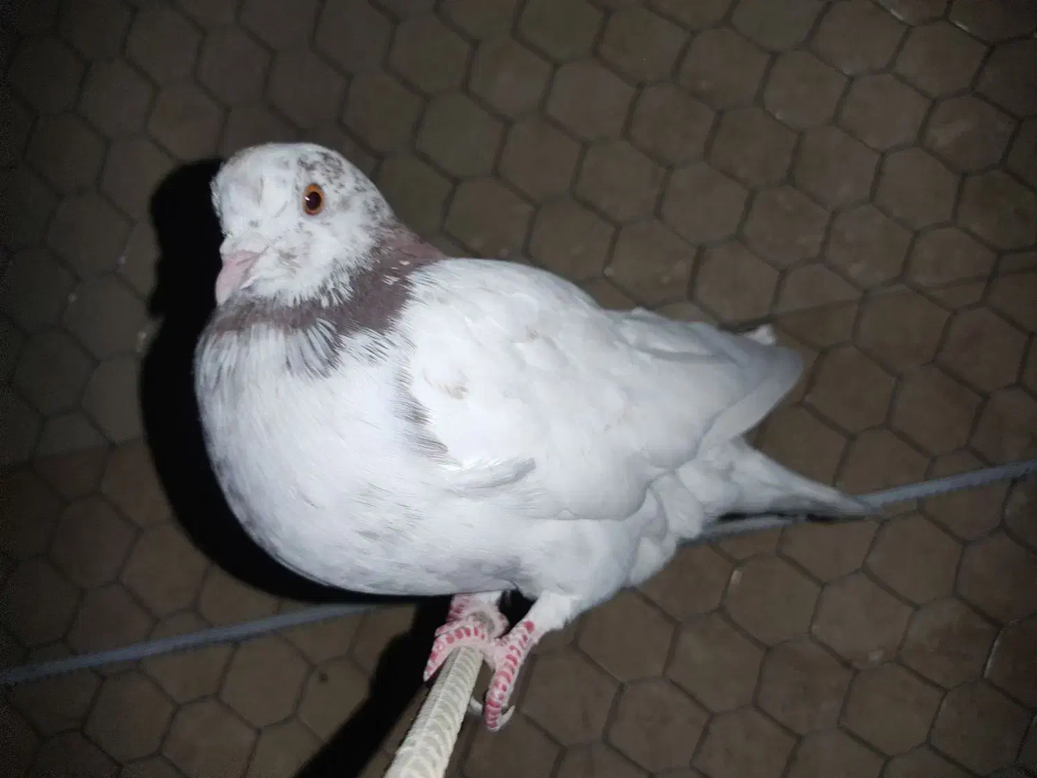 کبوتر|پرنده|ازنا, |دیوار