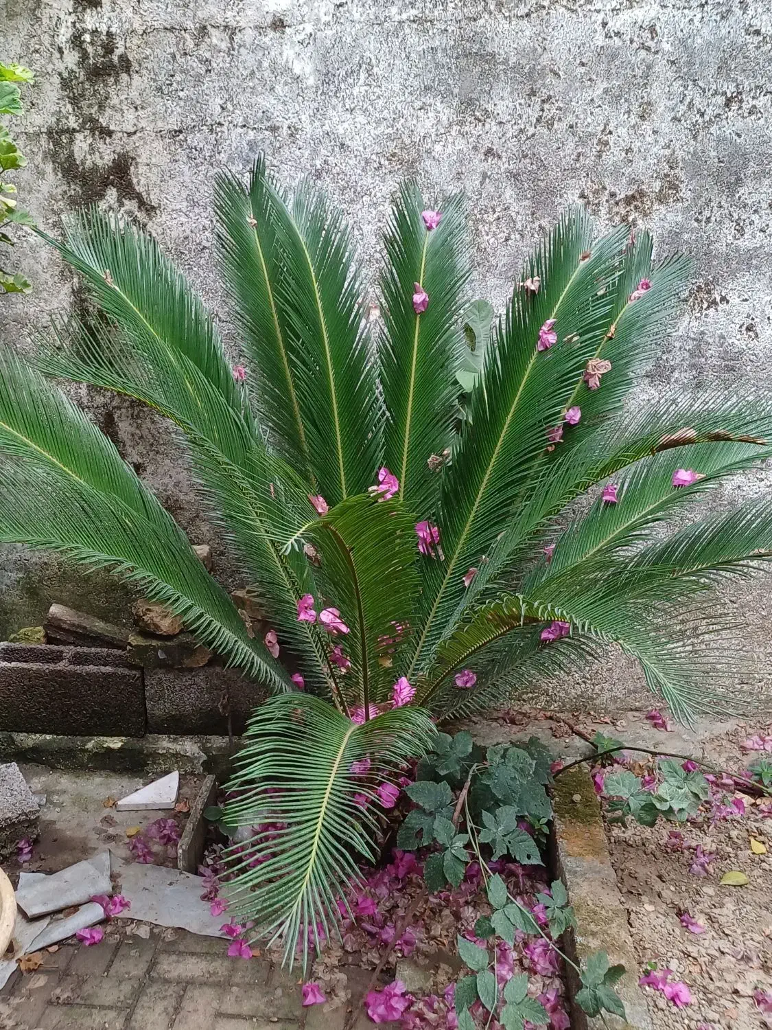 سالم و زیبا|گل و گیاه طبیعی|رشت, نیکمرام|دیوار