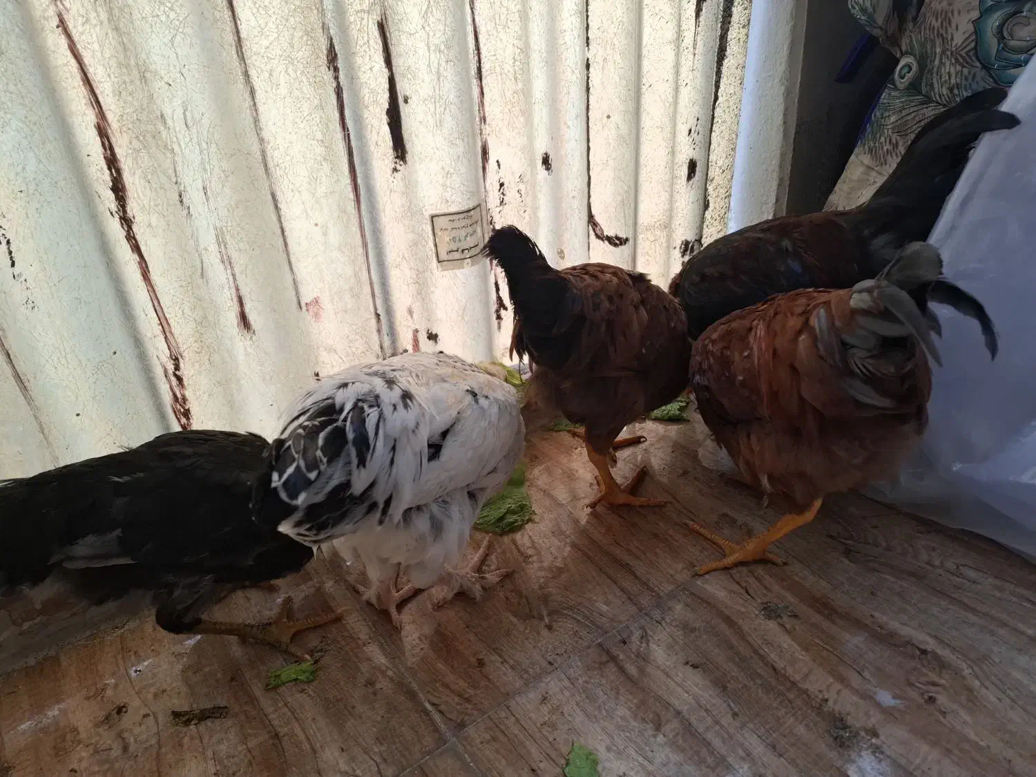 خروس|حیوانات مزرعه|تهران, شهید فکوری|دیوار