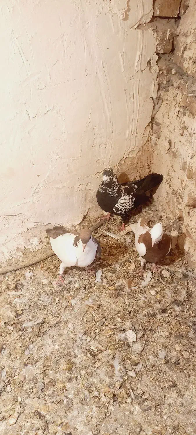 کفتر|پرنده|نیشابور, باغرود|دیوار