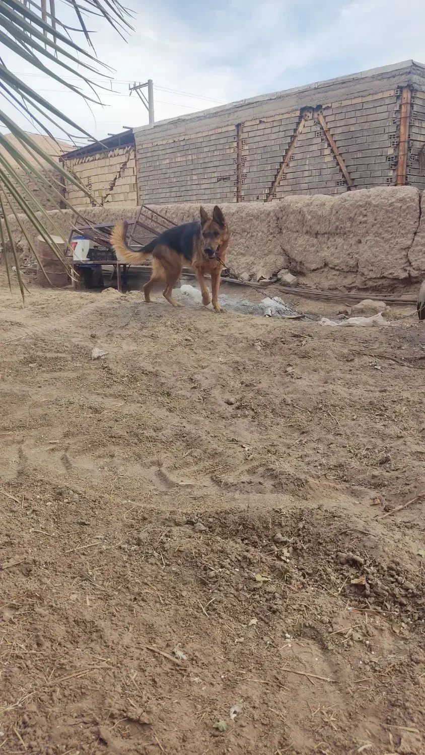 سگ ژرمن|سگ|بم, |دیوار